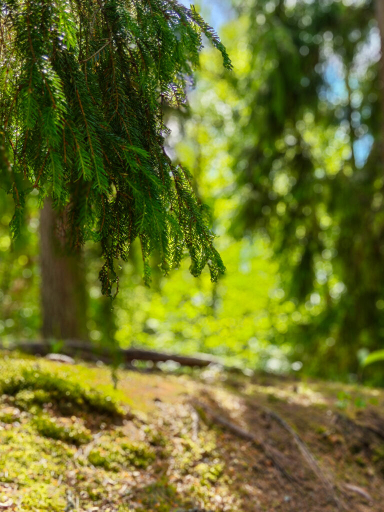 Kuva metsästä